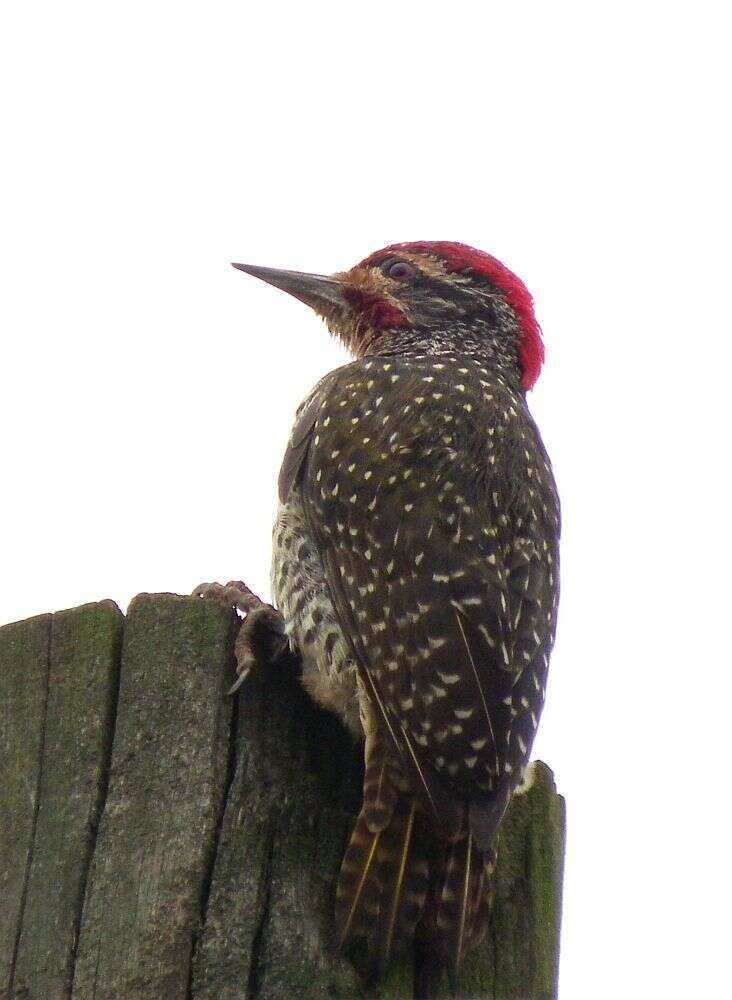 Image of Nubian Woodpecker