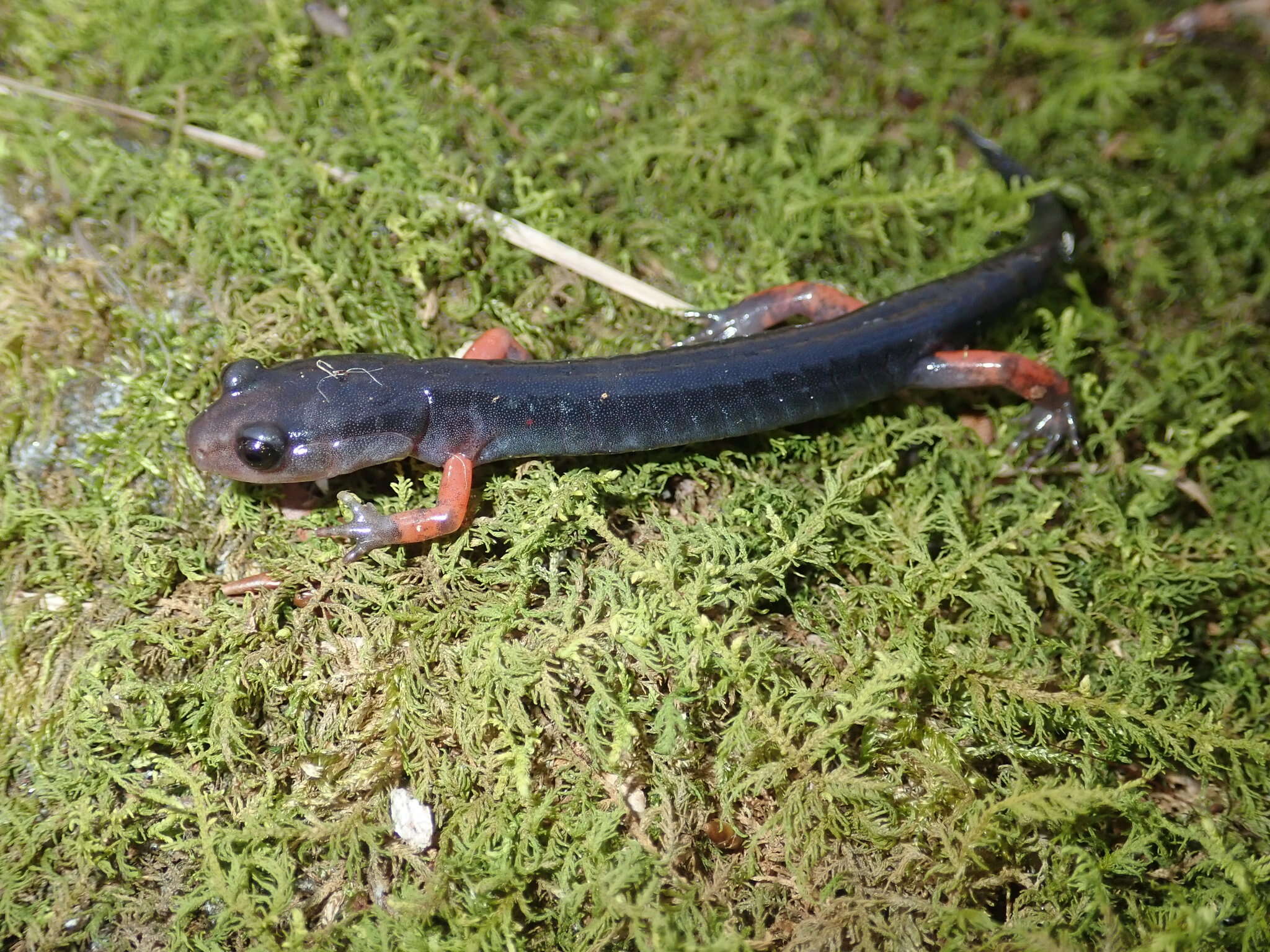 Image of Red-legged Salamander