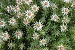 Image of Leucadendron radiatum Phillips & Hutchinson