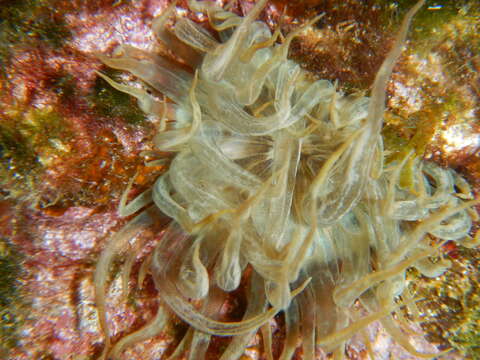 Image of glassrose anemone