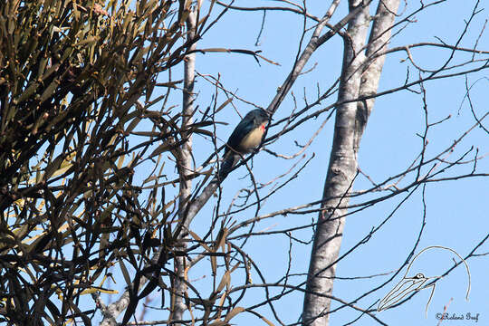 Image of Fire-breasted Flowerpecker