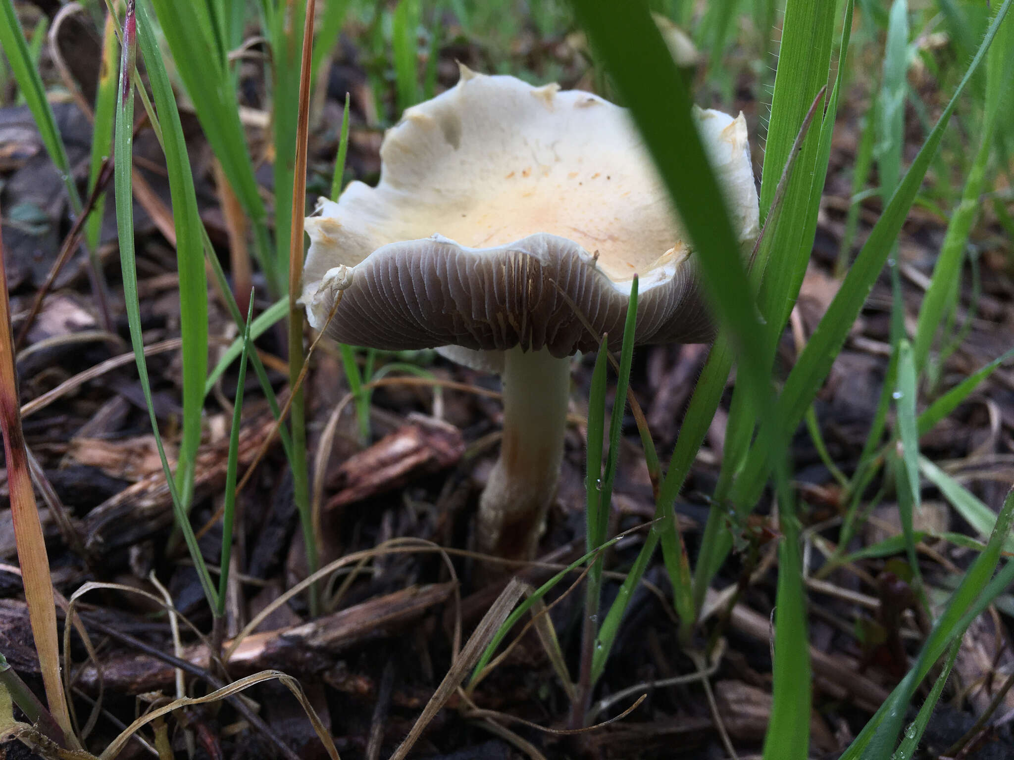 Image de Leratiomyces percevalii (Berk. & Broome) Bridge & Spooner 2008