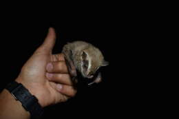 Image of Salvin's Big-eyed Bat