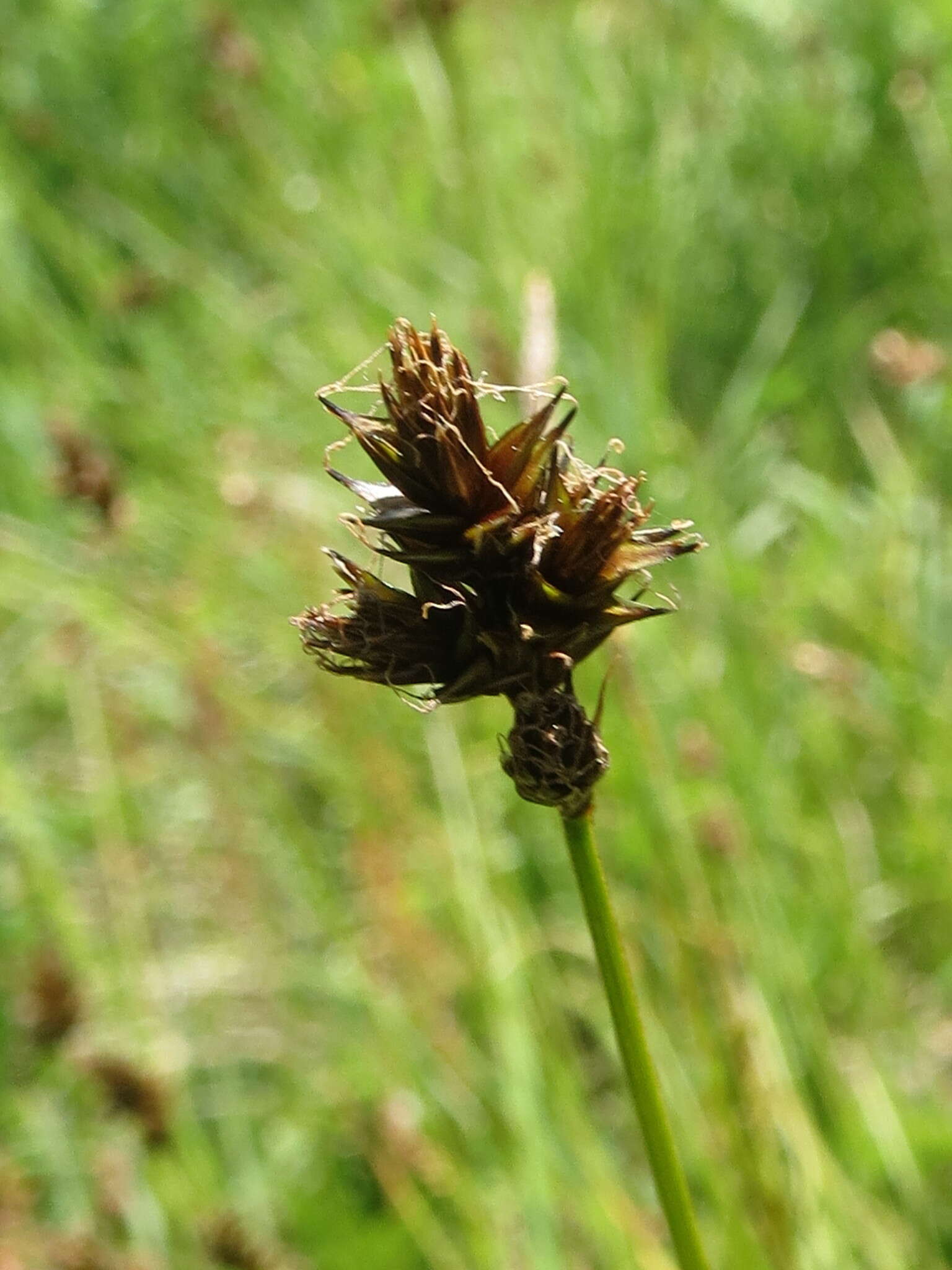 Image of Thick-Head Sedge