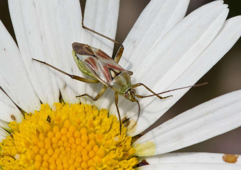 Image de Calocoris roseomaculatus (De Geer 1773)