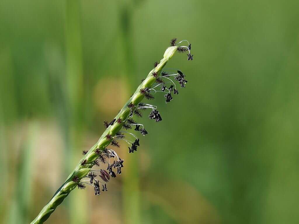 Image de Paspalum distichum L.