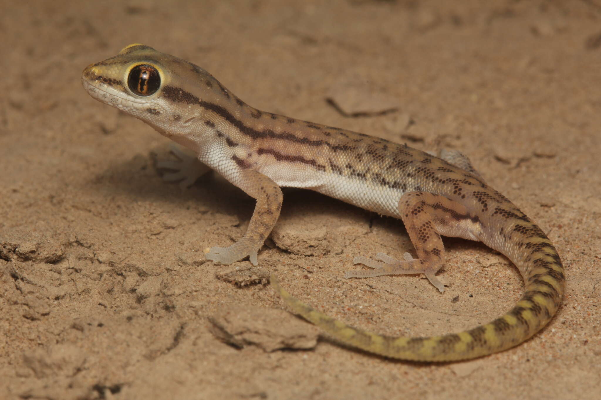 Image of Marked geckos