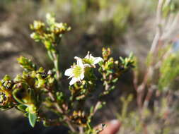 Image of Diosma oppositifolia L.