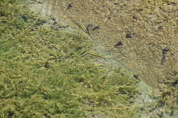 Image of White River Killfish