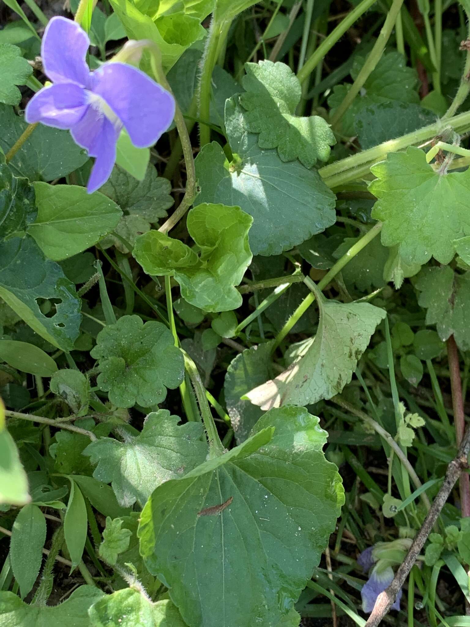 Image of alpine violet