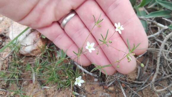 Imagem de Pharnaceum dichotomum L. fil.