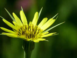 Image of Tragopogon pratensis subsp. pratensis