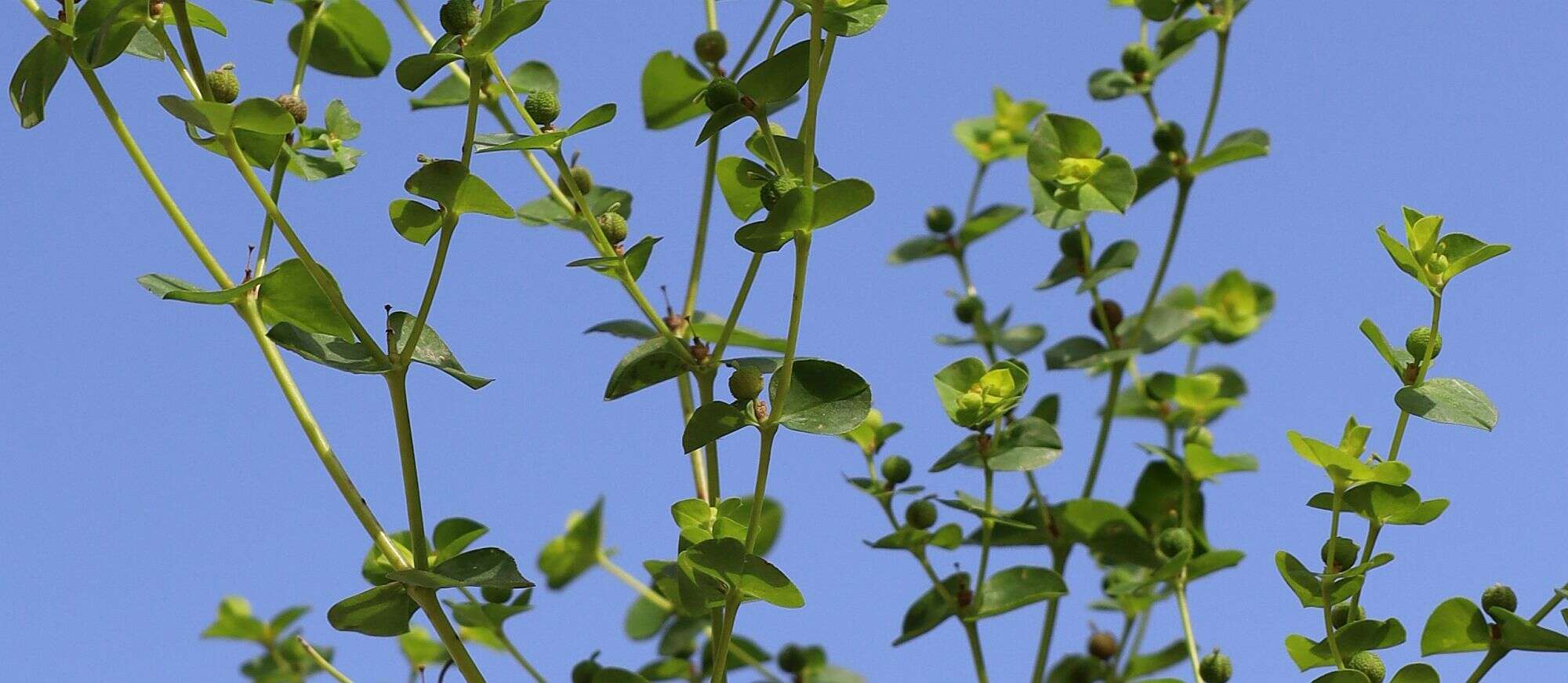 Euphorbia platyphyllos L.的圖片