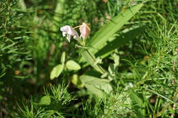 Image of purpleflower pinkroot