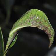 Image of Cuban Laurel Thrips