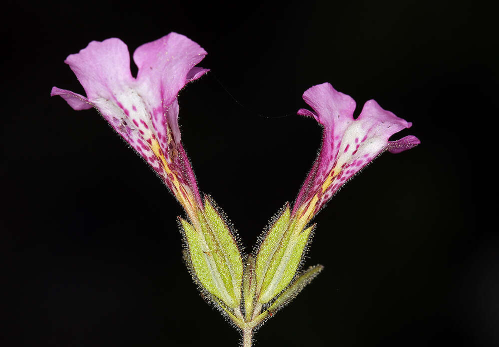 Image of Layne's monkeyflower