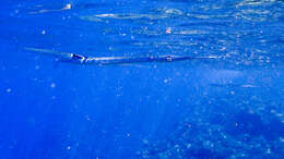 Image of Keeltail Needlefish