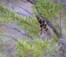 Austracris basalis (Walker & F. 1870) resmi