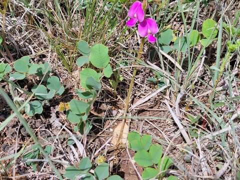 Image of Edwards Plateau hoarypea