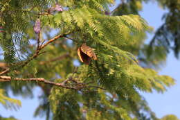 Image of Jacaranda cuspidifolia Mart.