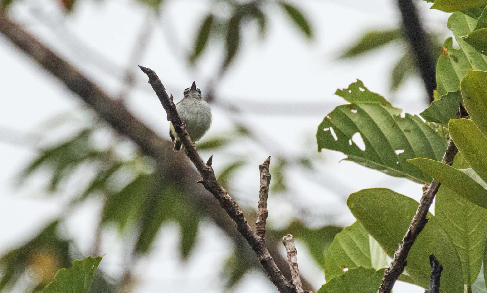 Image of Black-capped Pygmy Tyrant