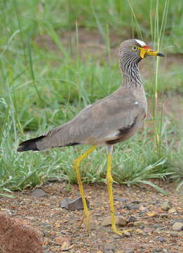 Image of African Wattled Lapwing