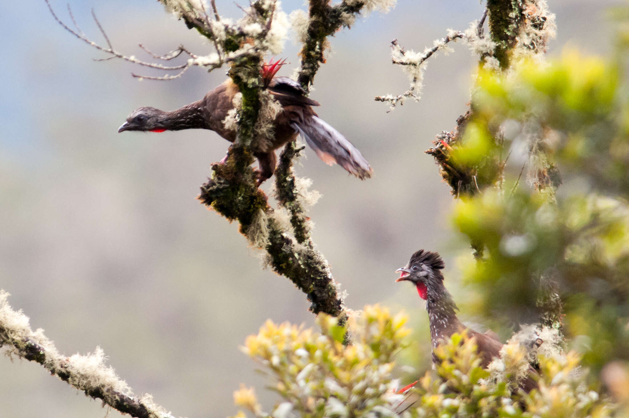 Image of Bearded Guan