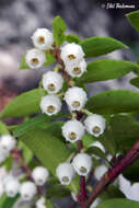 Sivun Gaultheria tenuifolia (R. Phil.) Sleum. kuva