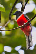 صورة Harpactes fasciatus malabaricus (Gould 1834)