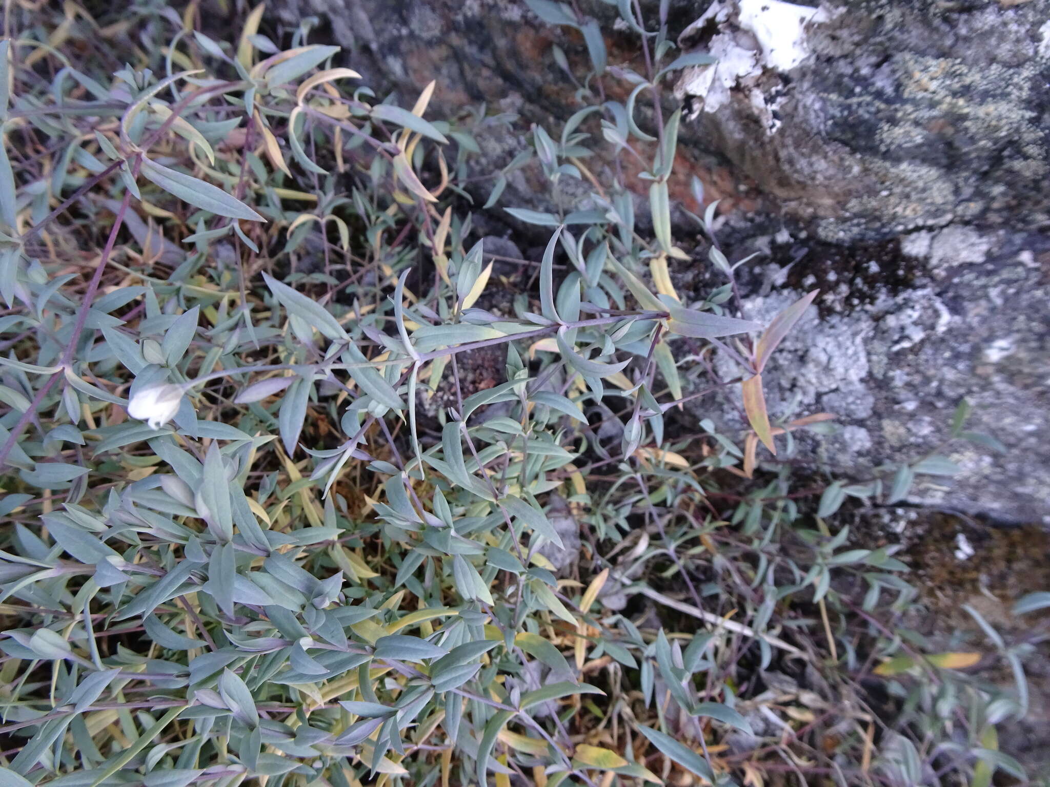 Image of Stellaria longipes subsp. longipes