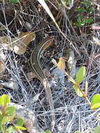 Image of Yellow-throated Plated Lizard