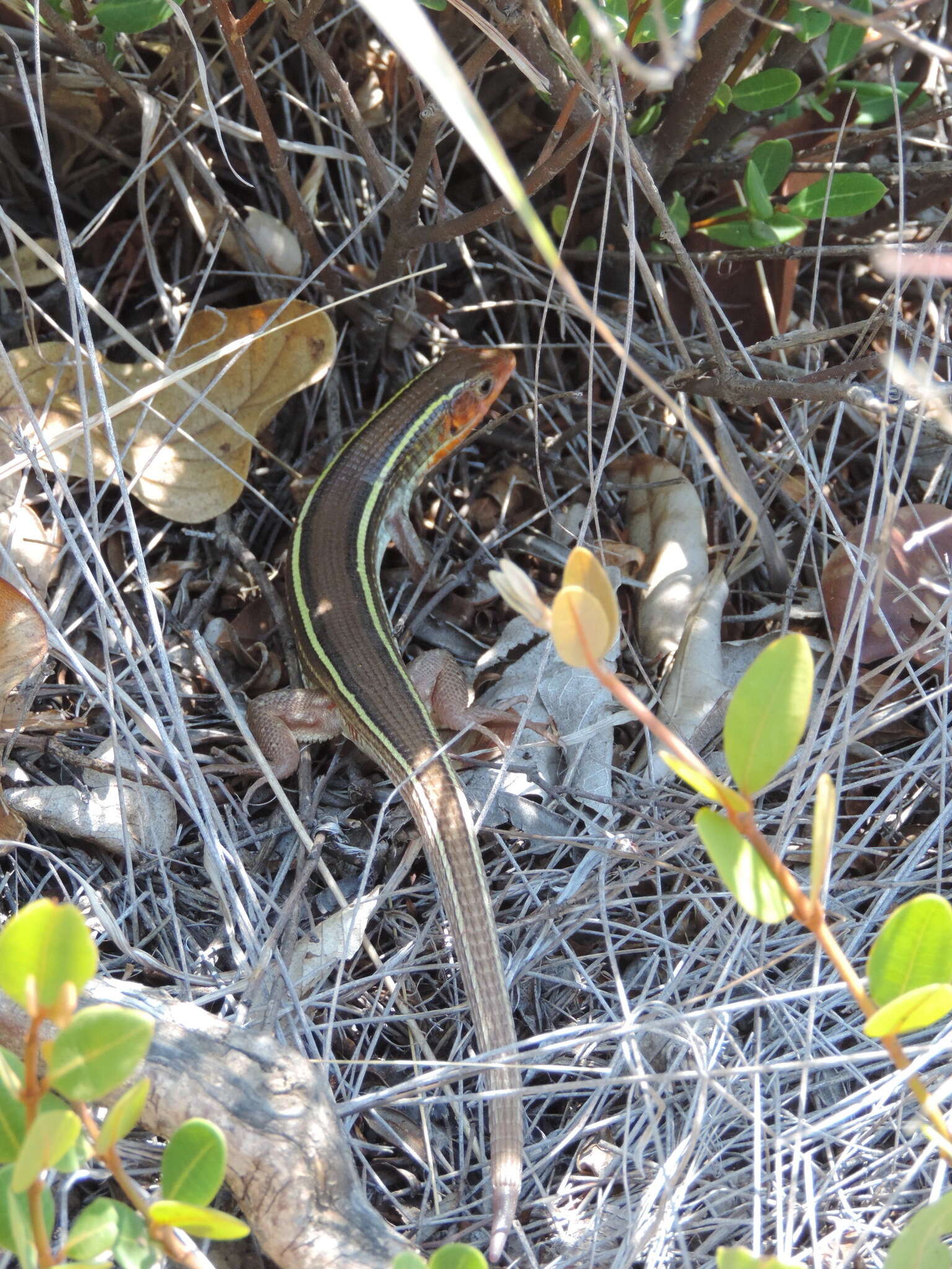 Image of Yellow-throated Plated Lizard