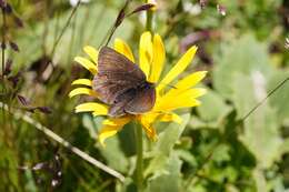 Erebia pluto De Prunner 1798 resmi