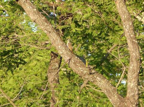 Image of Speckle-throated Woodpecker