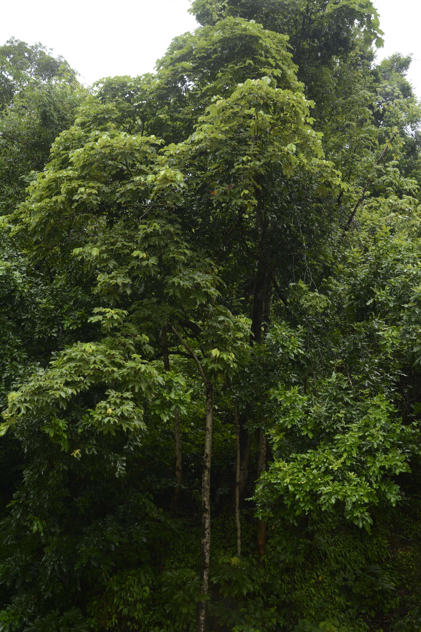 Image of Sterculia villosa Roxb.