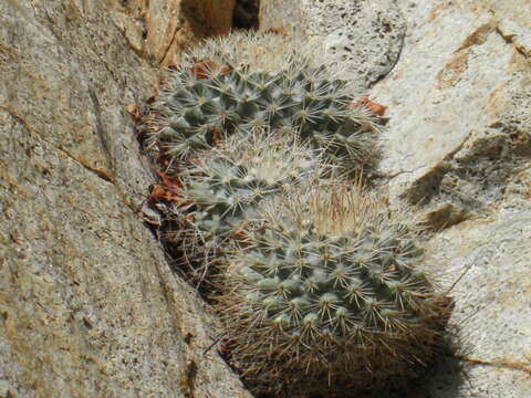 Mammillaria petrophila subsp. baxteriana (H. E. Gates) D. R. Hunt的圖片