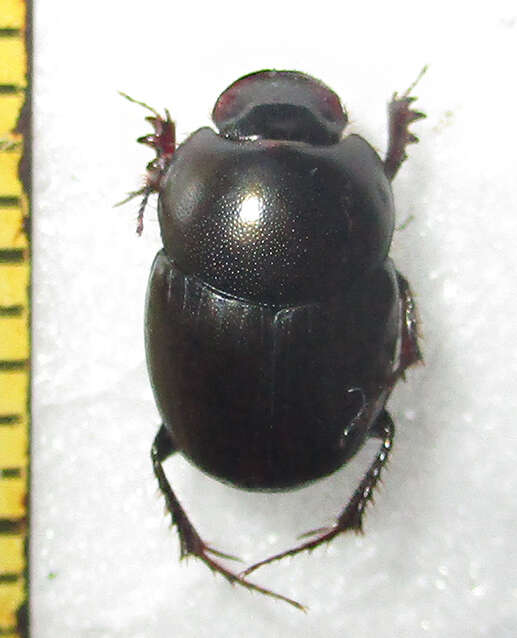 Imagem de Euonthophagus carbonarius (Klug 1855)