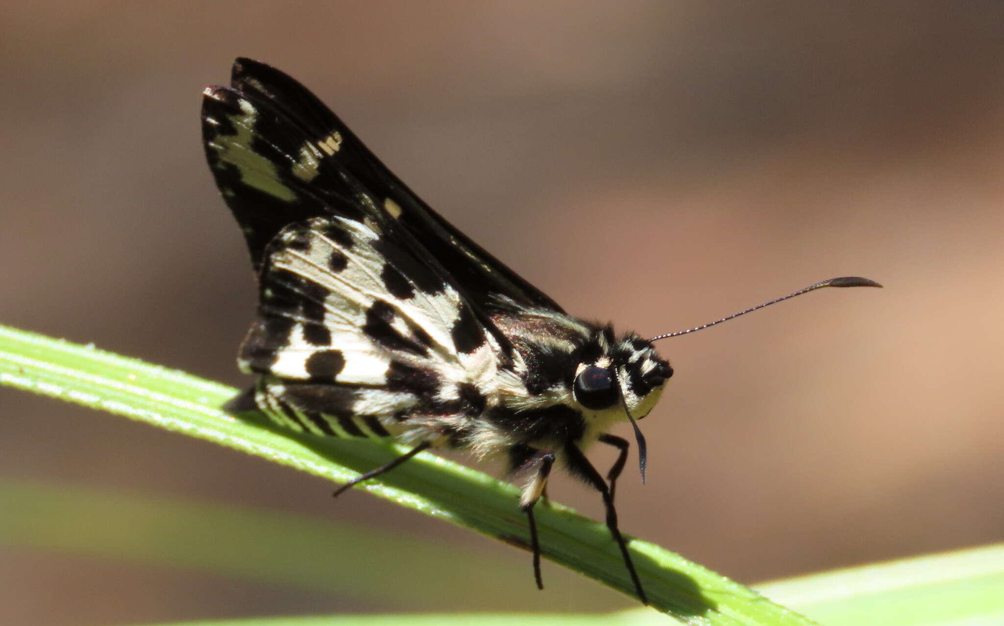 Hesperilla ornata Leech 1815 resmi