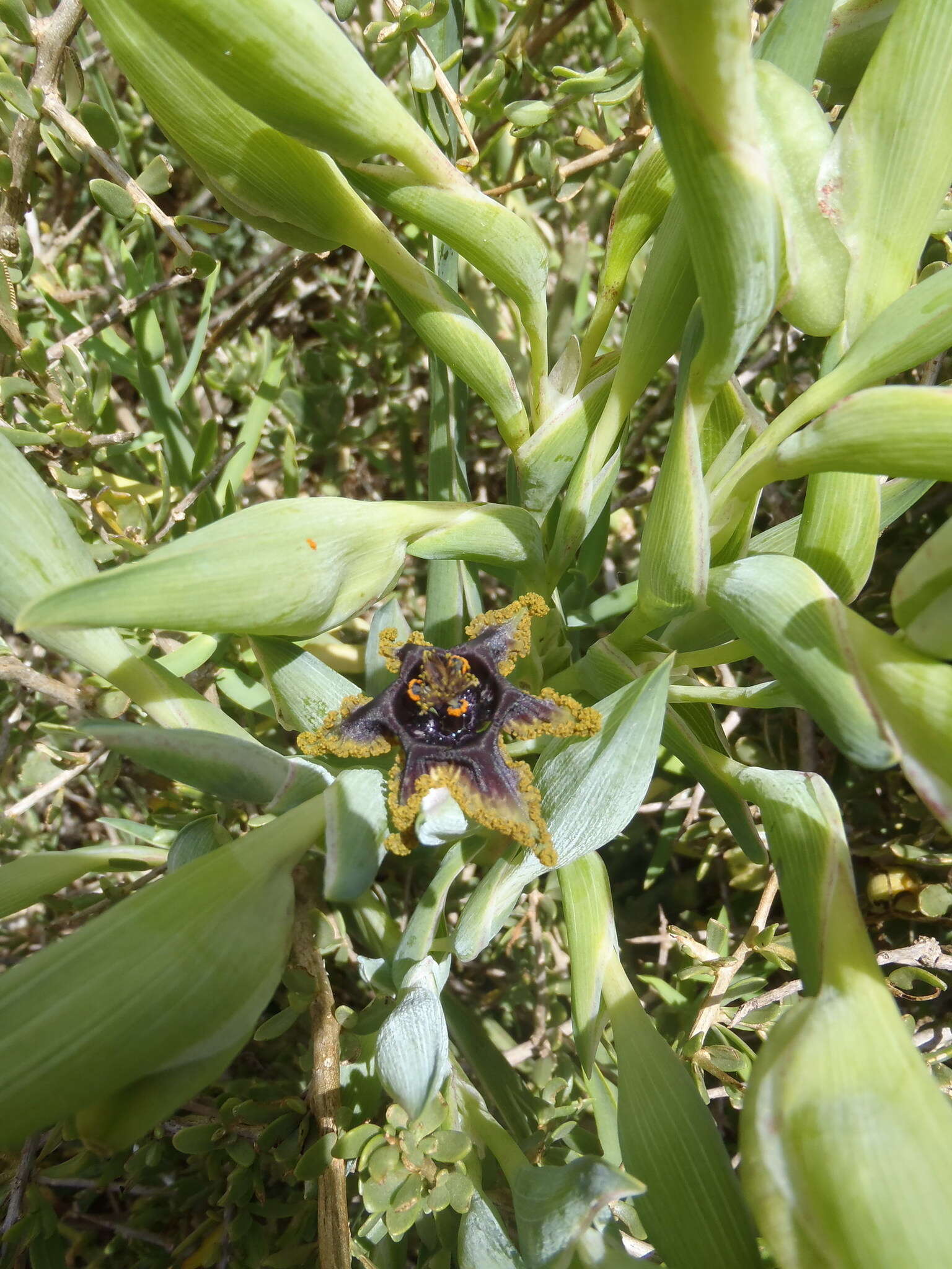 صورة Ferraria crispa Burm.