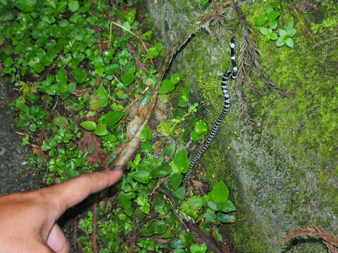 Image of Mountain Wolf Snake