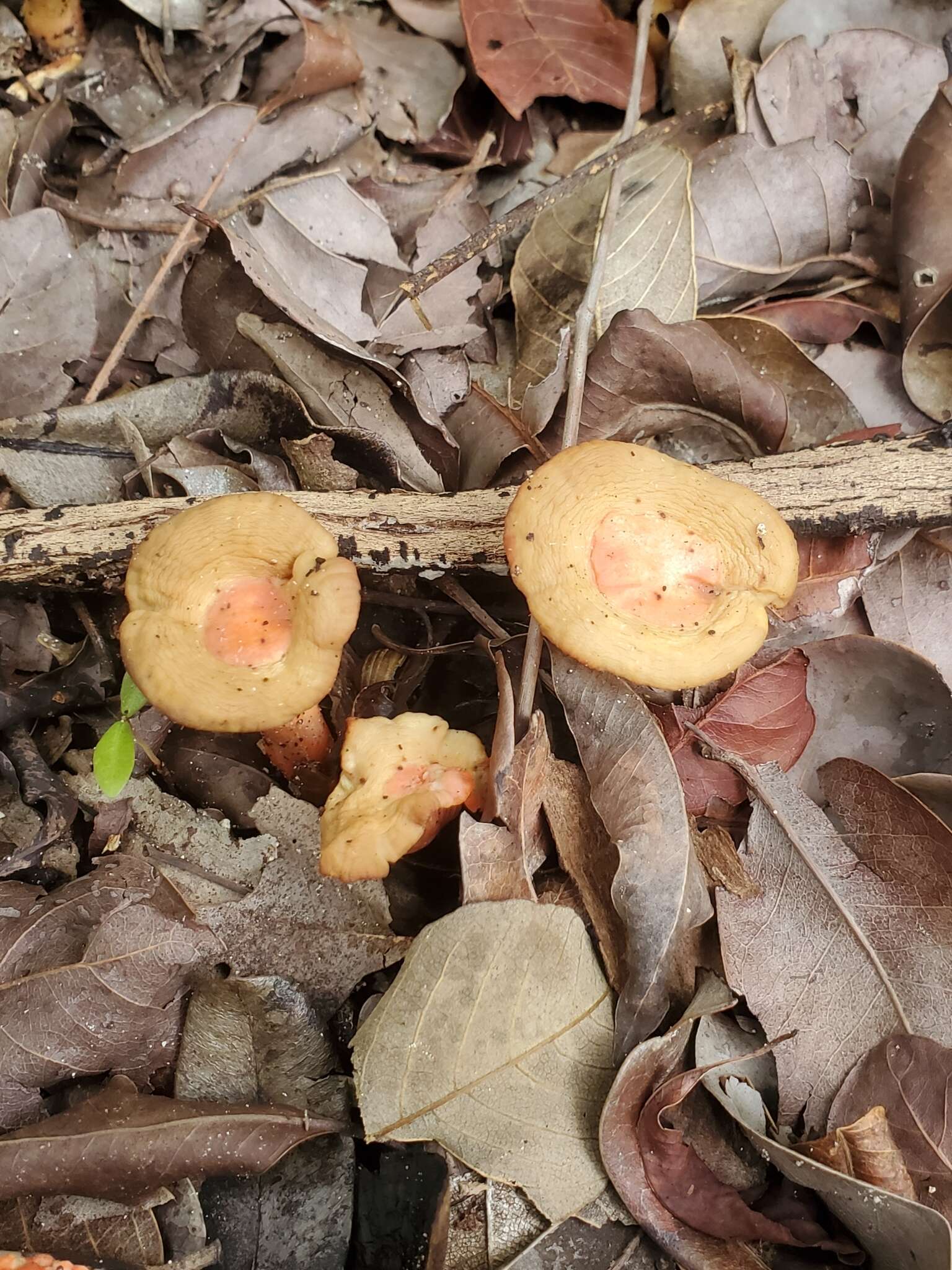 Image de Cantharellus coccolobae Buyck, P. A. Moreau & Courtec. 2016