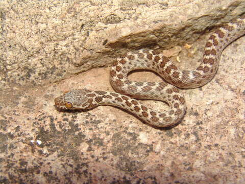 Image of Baja California Night Snake