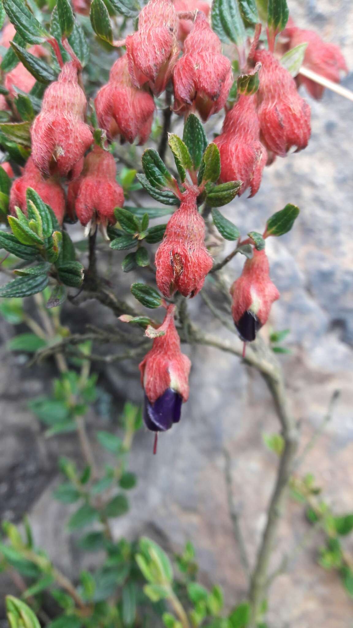 Image de Brachyotum strigosum (L. fil.) Triana