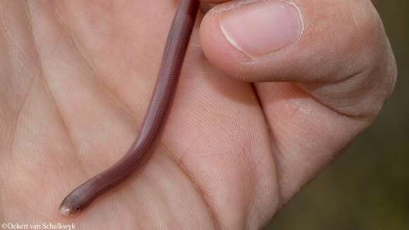 Image of Delalande's Beaked Blind Snake