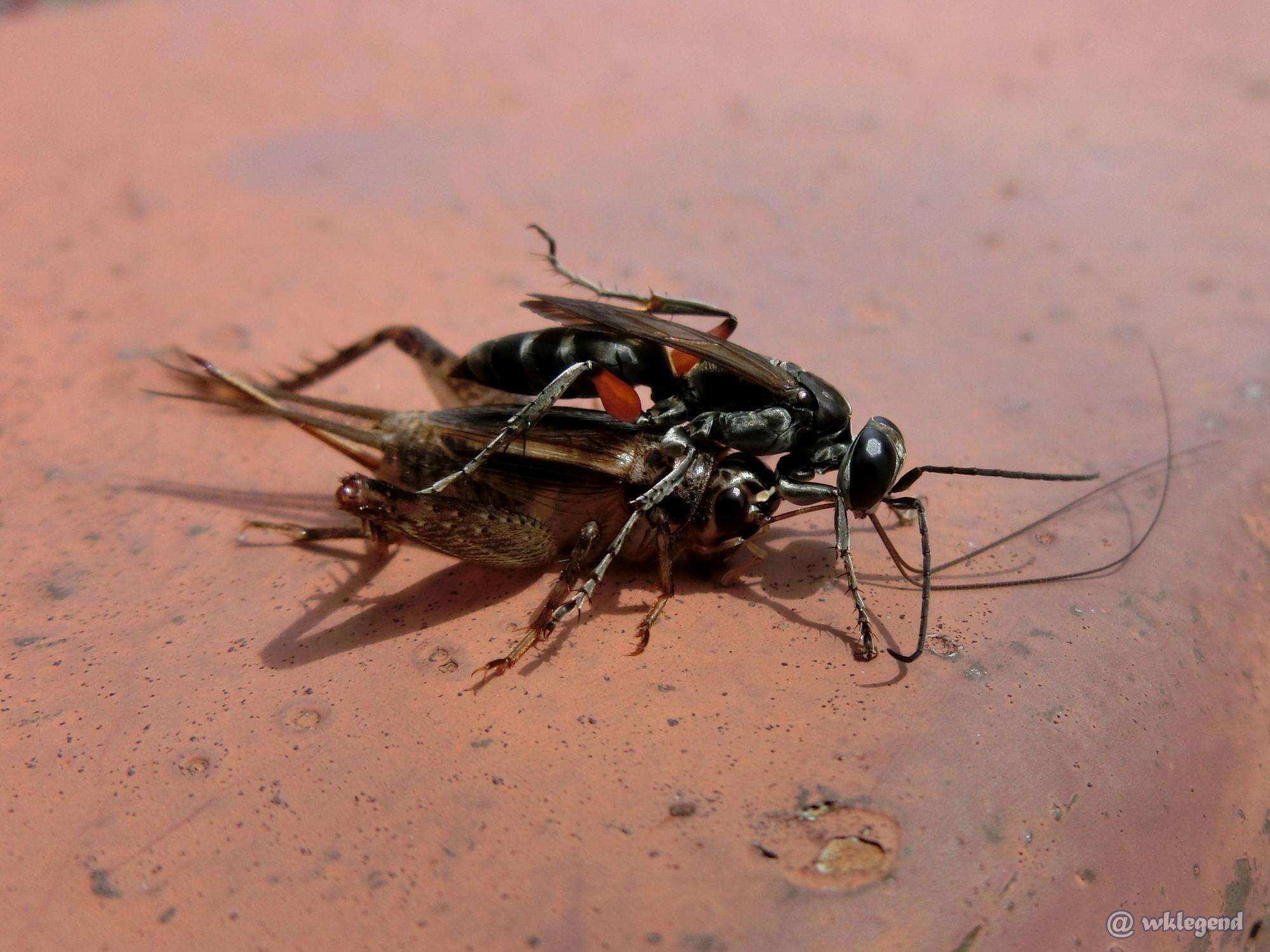 Image of Crabronid wasp