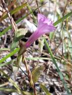 Image of rockland morning-glory