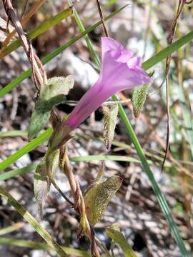 Image of rockland morning-glory