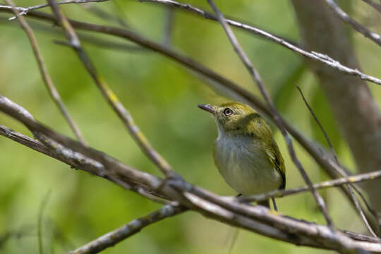 Hemitriccus nidipendulus (Wied-Neuwied 1831) resmi