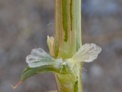 Image of Kali tragus (L.) Scop.