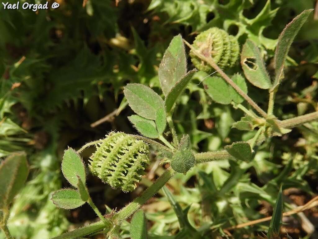 Imagem de Medicago rotata Boiss.